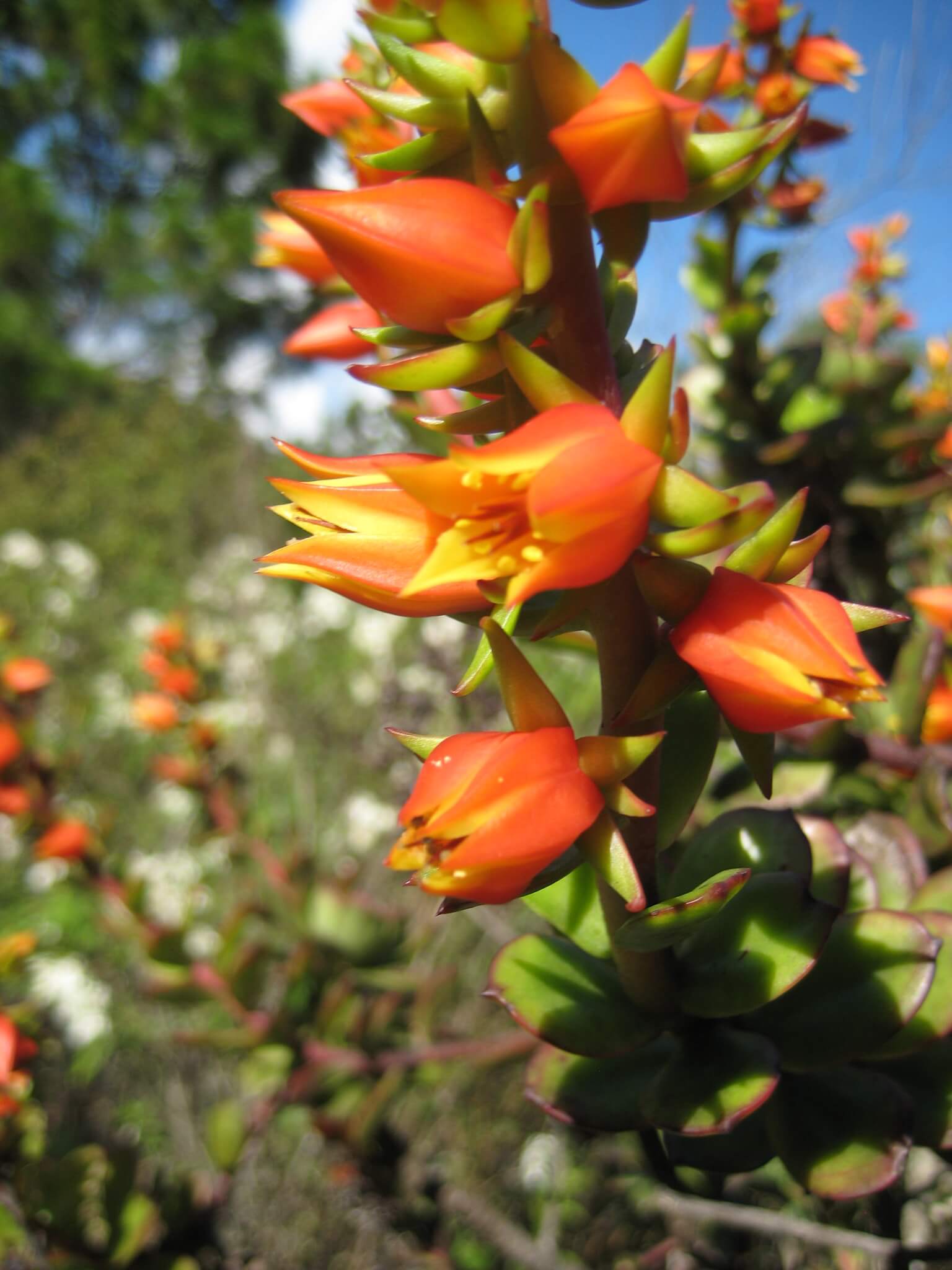Echeveria multicaulis